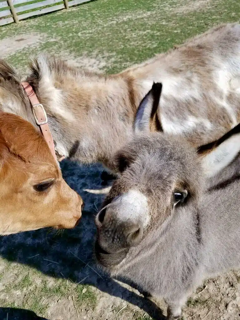 Donkeys at Fox's High rock Farm
